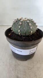ASTROPHYTUM ASTERIAS Nº 871 – vaso 11 - Imagem 2