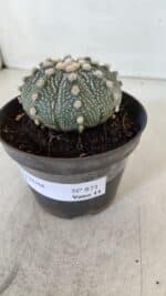 ASTROPHYTUM ASTERIAS Nº 871 – vaso 11 - Imagem 9