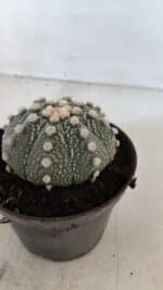 ASTROPHYTUM ASTERIAS Nº 871 – vaso 11 - Imagem 7