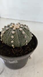 ASTROPHYTUM ASTERIAS Nº 871 – vaso 11 - Imagem 6
