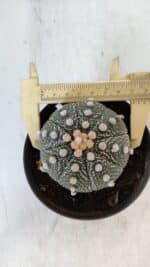 ASTROPHYTUM ASTERIAS Nº 871 – vaso 11 - Imagem 5