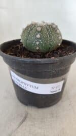 ASTROPHYTUM ASTERIAS Nº 872 – vaso 15 - Imagem 4