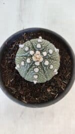 ASTROPHYTUM ASTERIAS Nº 872 – vaso 15 - Imagem 5