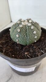 ASTROPHYTUM ASTERIAS Nº 872 – vaso 15 - Imagem 12