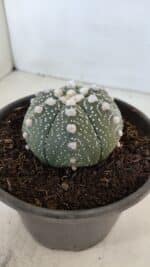 ASTROPHYTUM ASTERIAS Nº 872 – vaso 15 - Imagem 11