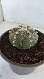 ASTROPHYTUM ASTERIAS Nº 872 – vaso 15 - Imagem 10