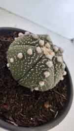 ASTROPHYTUM ASTERIAS Nº 872 – vaso 15 - Imagem 8