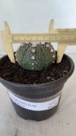 ASTROPHYTUM ASTERIAS Nº 872 – vaso 15 - Imagem 6