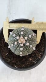 ASTROPHYTUM ASTERIAS Nº 872 – vaso 15 - Imagem 7