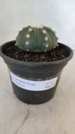 ASTROPHYTUM ASTERIAS Nº 873 – vaso 15 - Imagem 2