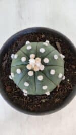 ASTROPHYTUM ASTERIAS Nº 873 – vaso 15 - Imagem 3