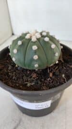 ASTROPHYTUM ASTERIAS Nº 873 – vaso 15 - Imagem 9