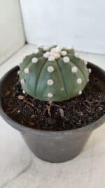 ASTROPHYTUM ASTERIAS Nº 873 – vaso 15 - Imagem 8