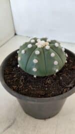 ASTROPHYTUM ASTERIAS Nº 873 – vaso 15 - Imagem 7