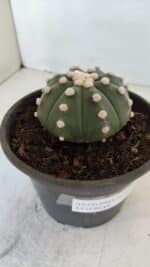 ASTROPHYTUM ASTERIAS Nº 873 – vaso 15 - Imagem 6