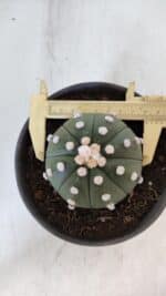 ASTROPHYTUM ASTERIAS Nº 873 – vaso 15