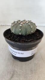 ASTROPHYTUM ASTERIAS Nº 874 – vaso 11 - Imagem 2