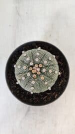 ASTROPHYTUM ASTERIAS Nº 874 – vaso 11 - Imagem 3