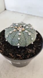 ASTROPHYTUM ASTERIAS Nº 874 – vaso 11 - Imagem 8