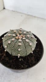 ASTROPHYTUM ASTERIAS Nº 874 – vaso 11 - Imagem 7