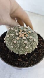 ASTROPHYTUM ASTERIAS Nº 874 – vaso 11 - Imagem 6