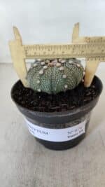 ASTROPHYTUM ASTERIAS Nº 874 – vaso 11