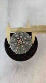 ASTROPHYTUM ASTERIAS Nº 874 – vaso 11 - Imagem 5