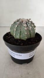 ASTROPHYTUM ASTERIAS Nº 884 – vaso 11 - Imagem 2