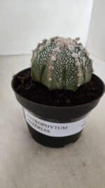 ASTROPHYTUM ASTERIAS Nº 884 – vaso 11 - Imagem 10