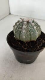ASTROPHYTUM ASTERIAS Nº 884 – vaso 11 - Imagem 7