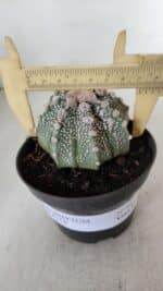 ASTROPHYTUM ASTERIAS Nº 884 – vaso 11 - Imagem 4
