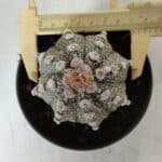 ASTROPHYTUM ASTERIAS Nº 884 – vaso 11
