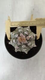 ASTROPHYTUM ASTERIAS Nº 884 – vaso 11