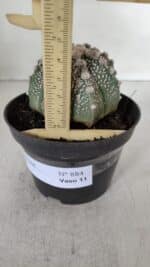 ASTROPHYTUM ASTERIAS Nº 884 – vaso 11 - Imagem 6