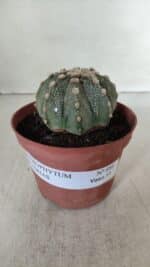 ASTROPHYTUM ASTERIAS Nº 886 – vaso 11 - Imagem 2