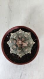 ASTROPHYTUM ASTERIAS Nº 886 – vaso 11 - Imagem 3