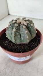 ASTROPHYTUM ASTERIAS Nº 886 – vaso 11 - Imagem 10