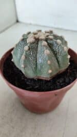 ASTROPHYTUM ASTERIAS Nº 886 – vaso 11 - Imagem 9