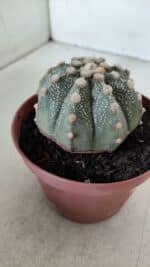 ASTROPHYTUM ASTERIAS Nº 886 – vaso 11 - Imagem 8