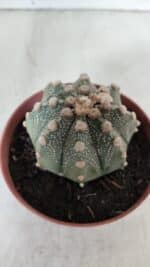 ASTROPHYTUM ASTERIAS Nº 886 – vaso 11 - Imagem 7