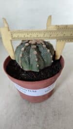 ASTROPHYTUM ASTERIAS Nº 886 – vaso 11 - Imagem 4