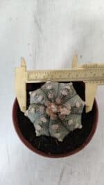 ASTROPHYTUM ASTERIAS Nº 886 – vaso 11