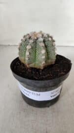 ASTROPHYTUM ASTERIAS Nº 887 – vaso 11 - Imagem 2