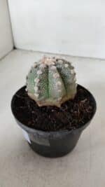 ASTROPHYTUM ASTERIAS Nº 887 – vaso 11 - Imagem 9