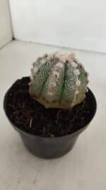 ASTROPHYTUM ASTERIAS Nº 887 – vaso 11 - Imagem 8