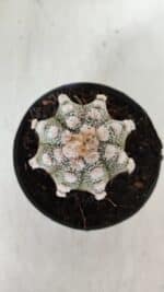 ASTROPHYTUM ASTERIAS Nº 887 – vaso 11 - Imagem 3
