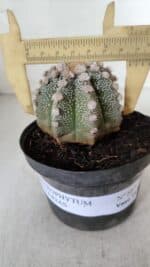 ASTROPHYTUM ASTERIAS Nº 887 – vaso 11 - Imagem 7
