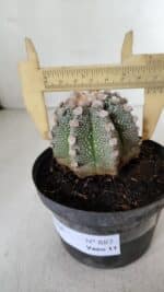 ASTROPHYTUM ASTERIAS Nº 887 – vaso 11 - Imagem 4