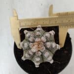 ASTROPHYTUM ASTERIAS Nº 887 – vaso 11