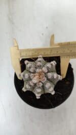 ASTROPHYTUM ASTERIAS Nº 887 – vaso 11